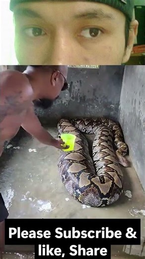 Ular python paling '"GEDE" l Python "BIGGEST EVER" #beniciodeltoro #anime #funny #memes