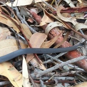 2.4K views · 78 reactions | Many reptiles, including snakes, will...