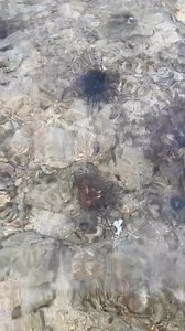 saang shell 🙂🙂 | Team Arkangel