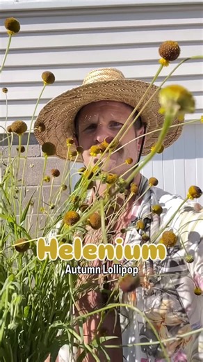 The Naked Florist (NZ) on Instagram: "Helenium, commonly and cutely referred to as the Autumn Lollipop is an easy-to-grow perennial with heads of rustic yellow and bronze and a basal frill of little ruffled petals. One of those flowers that adds interest and uniqueness to arrangements. Kinda just fun too! #thenakedfloristnz #thenakedflorist #heleniumflower #autumnlollipop #funflowers"