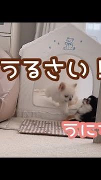 遊んでほしくて騒ぐ妹犬に起こされた兄犬の行動が笑っちゃう。