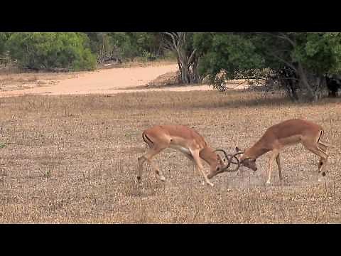 A clash of kings as impala rams battle it out for mating season!