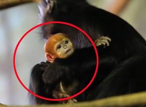 Endangered baby langur debuts at Chicago zoo | The Times of India