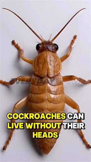 This Bug Can Live Without a Head… Seriously!