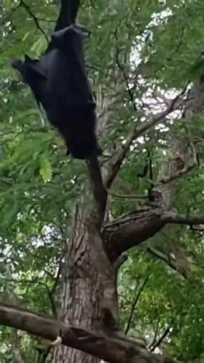 Komodo Dragon Trying to Eat Bats