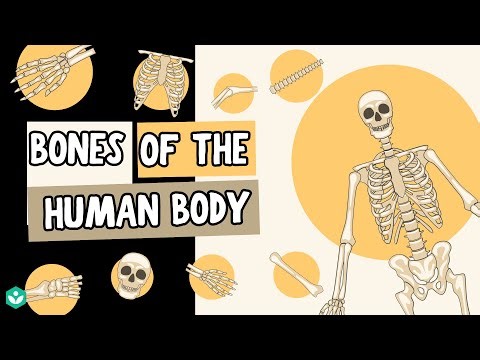 Bones of the Human Body | Movement in Animals | Class 6 | Science | Telangana | Khan Academy