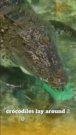 Crocodiles Lay Eggs Or Give Birth?