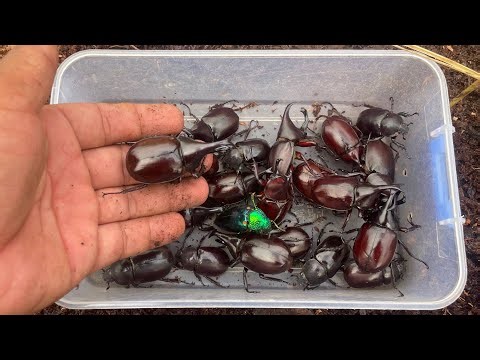 Priceless! Most Beetle Hunt in The Jungle 💥🐞
