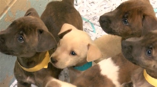 Low-cost spay, neuter program coming to Harlingen