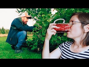 Harvesting Currants and Making 3 Things (Plus 1 Fail) – Homestead Preserving