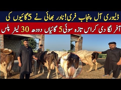 Cow farming | dairy farming in pakistan | cow video 