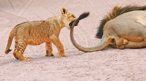 266K views · 3.6K reactions | This is the moment a naughty lion cub gets repeatedly growled at by his dad for playing with his tail. Will he learn his lesson? | Cute Tings | Facebook