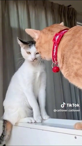 Grum grum #cat #catsoftiktok #cats #pet #petoftiktok #catfunny #animals #pets #trending #viral #fyp