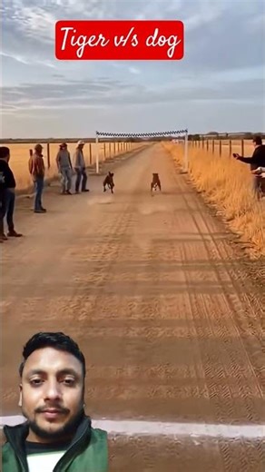 racing game" tiger v/ s dog" #trending #shortsfeed #shorts #trendingshorts