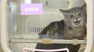 I put this cat in the Easy Bake Oven... | Girl With The Dogs