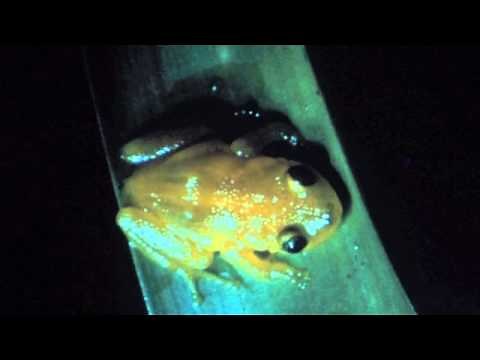Coquí Dorado (Eleutherodactylus jasperi)