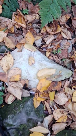 What’s Hiding Inside These Massachusetts Sinkholes? #hiking #outdooradventure #nature