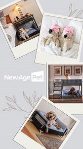 🐾🛏️ Your dog deserves the gift of comfort and style with our collection of dog beds from New Age Pet®! 🐶✨ Designed for ultimate relaxation, these beds are perfect for afternoon naps, bedtime cuddles, and everything in between. 🌟 Explore our range of sizes, colors, and styles to find the perfect match for your pup's personality and your home decor! 🏡 Don't let your best friend sleep on anything less than the best. Treat them to a New Age Pet dog bed today! 🐾❤️ #DogBeds #PamperedPooch https: