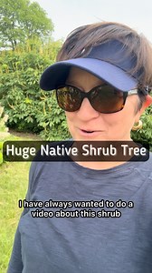 15K views · 611 reactions | Bottlebrush Buckeye is a 20’-40’ rounded...