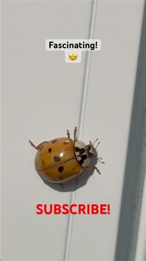 Ladybugs are so fascinating! #shorts #wildlife #ladybug