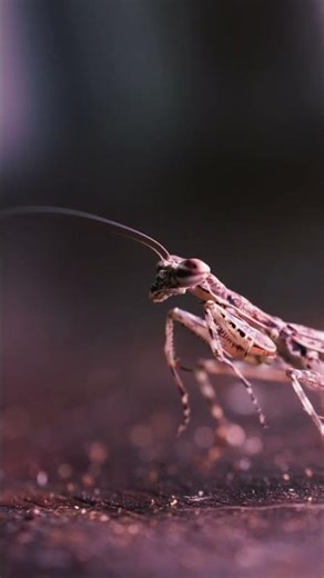 Reel Macro Insect