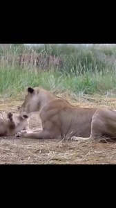 Playful Baby Lion Enjoying Time on Its Mother’s This adorable image captures a young lion cub engaging in playful behavior atop its mother’s back. Such interactions are common among lion cubs, serving as both entertainment and a way to strengthen social bonds within the pride. The playful nature of the cub highlights its curiosity and developing motor skills, essential for its growth and survival in the wild. Bonobos African Safari HolidaysG AdventuresLonely PlanetTeam USACondé Nast TravelerNetf