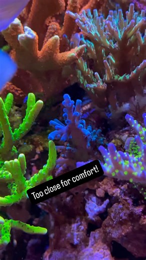 Trimming the Green Goblin Anacropora This fast(er) growing coral is encroaching on two acropora (Oregon tort and Orange passion). Typically the acros have a stronger sting and can fend off the anacropora but these are both nice acros and I didn’t want to take any chances. #reeftank #coral #coralfrags #reefkeeping #saltwateraquarium | Rebel Reef