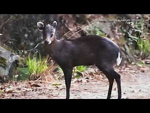 Tufted deer roams forests of central China's Hubei Province