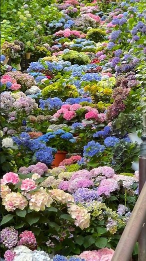 長谷寺漫山的アジサイが美しすぎる#アジサイ#奈良旅行 #flowers #nara