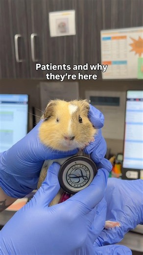Patients and why they’re here! 🐢🧡 #exoticpets #veterinarian #exoticpetvets
