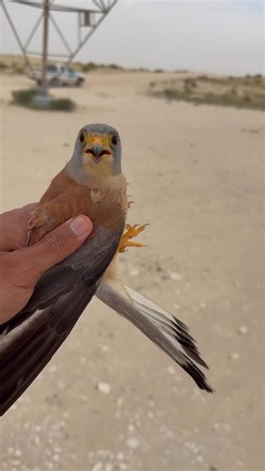 Beautiful Red Kestrel Falcon 🦅Trapping #youtube #birds #wildlife #nature #falconry #wildlife #birds
