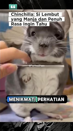 Getting to Know Chinchilla Behavior and Daily Care🤔❗#Chinchilla #animals #ChinchillaCare