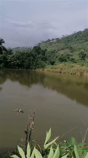 The discovery of Mountain River Amazing #fishing #aquarium