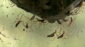 The long-jawed spider is normally solitary but they come together to build a massive network of webs to catch mosquitoes to feast upon. | National Geographic UK