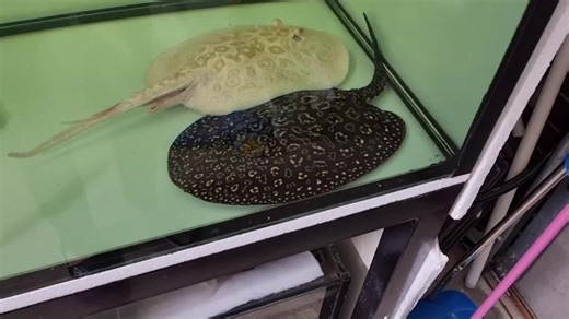 Sydney stingrays on TikTok