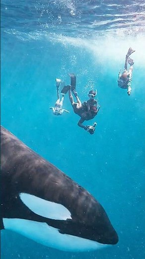 Kids Swimming With Killer Whales PART 2!!