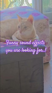 the funny sound effect you are looking for #funnyanimal #cat