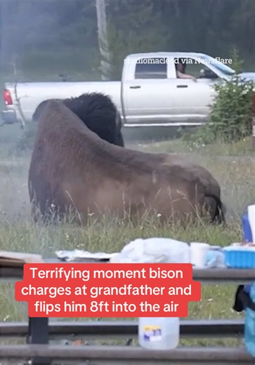 This is the terrifying moment a raging bison suddenly charges at a grandfather and tosses him 8ft into the air. Footage shows the huge beast grazing by a picnic table in Yellowstone National Park, Wyoming. Read the full story above. #Bison #Animal #News #WorldNews