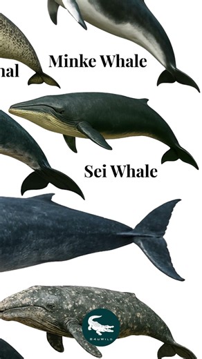 Faster than most whales… bigger than your imagination 👀🌊Sei Whale: The Ocean’s Silent Rocket 🐋
