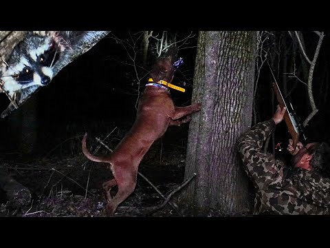 COON HUNTING with Dogs//Over 50 years of experience!!