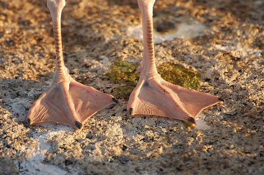 The Complete List of 38 Animals With Webbed Feet