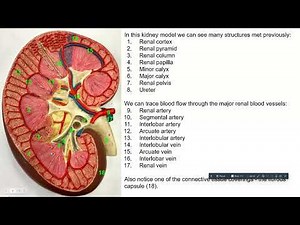 AP2 Lab Urinary Models