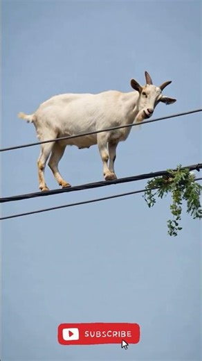 Cristiano Ronaldo spotted in local town 👀🐐 #cristianoronaldo #ronaldo #cr7 #football #soccer