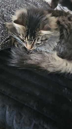 Now thats a cat nap #shorts #fyp #cat #2026 #pets #naptime #catshorts #catsofyoutube #animals