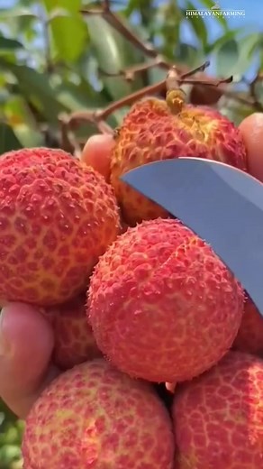 #lychee #reelschallenge | Himalayan Farming