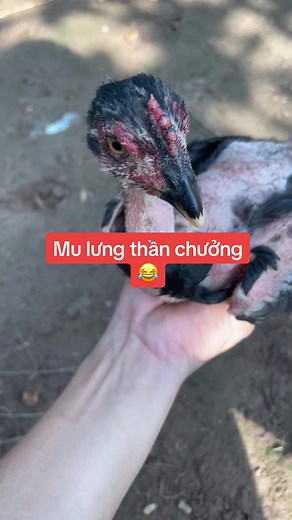 Choai phân đàn mà thấy có chút yên tâm rồi Ae ạ. Mu lưng thần chưởng😂 #gà_chọi_việt_nam❤️ #gà_chọi_việt_nam🇻🇳 #đammêgàchọi #giaitridongvat