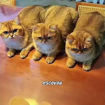 É muito provável que ele tenha boa sorte. #funny #shorts #pets #animals