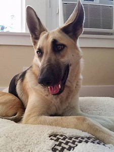 1.2M views · 8.4K reactions | Dognapped! A beloved German shepherd is...