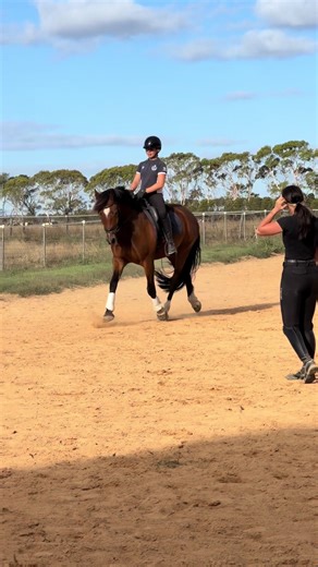 The coolest ponies ever 😎😮‍💨 Thank you so much for the amazing lesson @Jordan Evans 💗#horse #pony #best #coolest #builtnotbrought