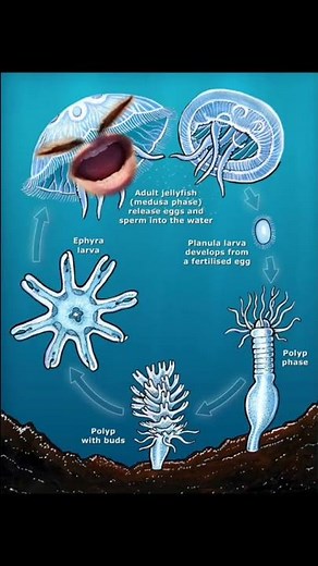 The complex lifecycle of jellyfish